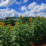 ChatGPT Image 19 de jan. de 2026, 12_02_34