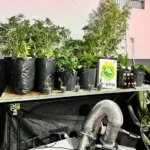 WhatsApp Image 2026-01-13 at 07.18.40 (1)