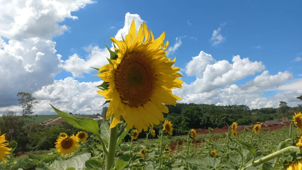 WhatsApp Image 2026-01-19 at 10.54.33