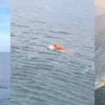 a7f4ed88-fd8e-4c6f-a5b3-9ba833c7b9a6