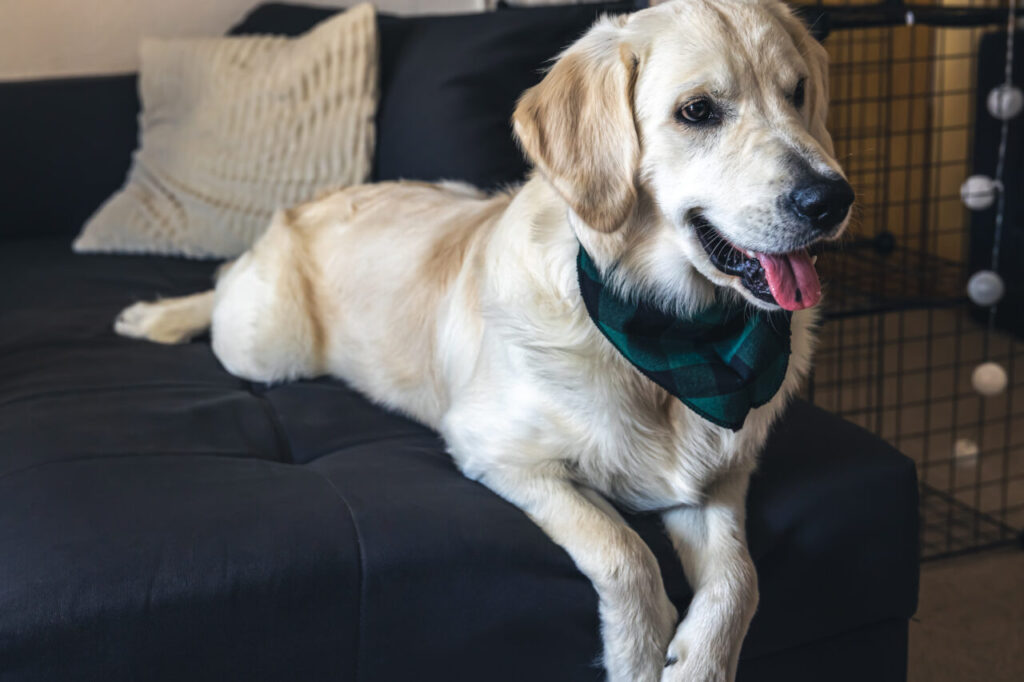 White dog labrador close-up on the sofa in the interior of the house.
