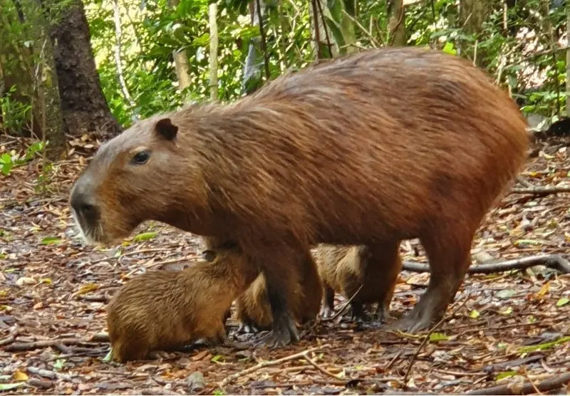 filhostes de capivara