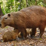 filhostes de capivara