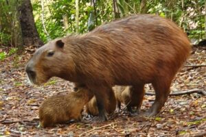 filhostes de capivara