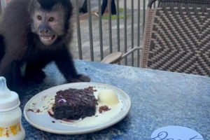 macacodante_1768480953_3810616538441778941_62536922730