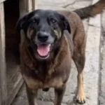 orelha_cao-1024×614-1