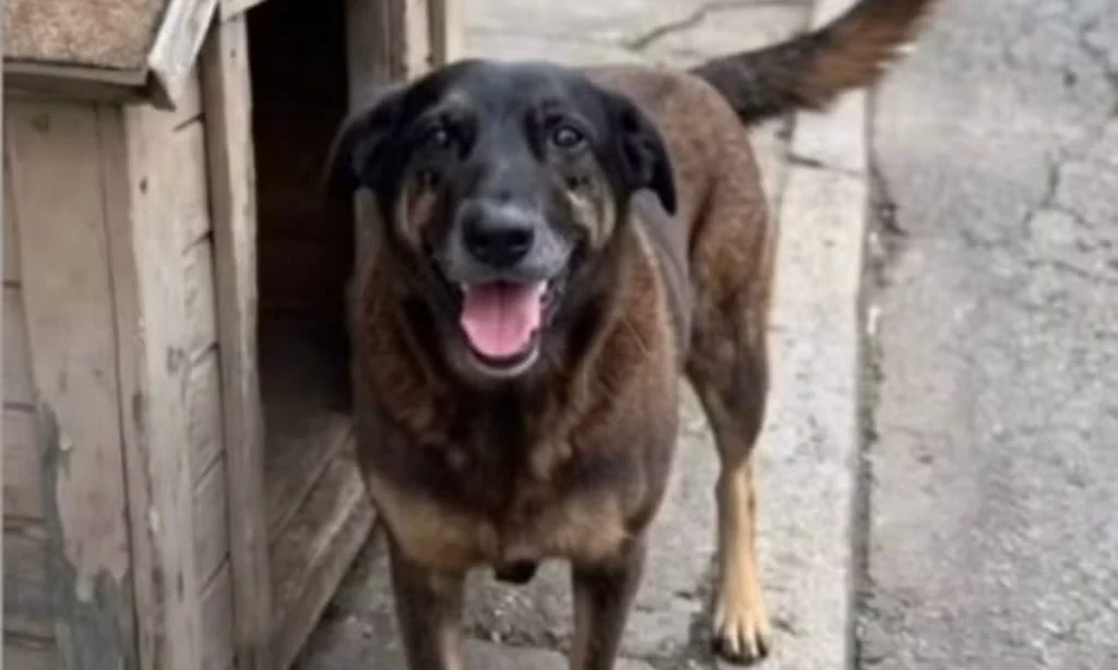 orelha_cao-1024×614-1