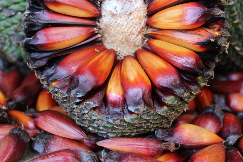 pinhao_mauro_scharnik_iat