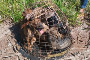 spap_oficial_1767883371_3805604006245502394_37794710310 (1)