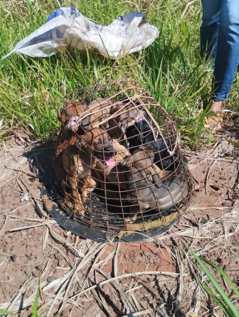 spap_oficial_1767883371_3805604006245502394_37794710310