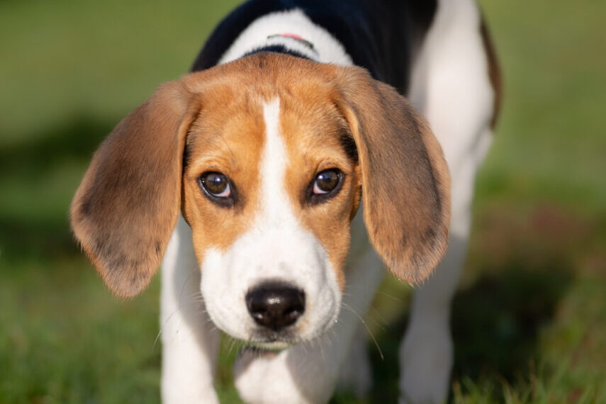Vertical shot of a beagle puppy outdoors