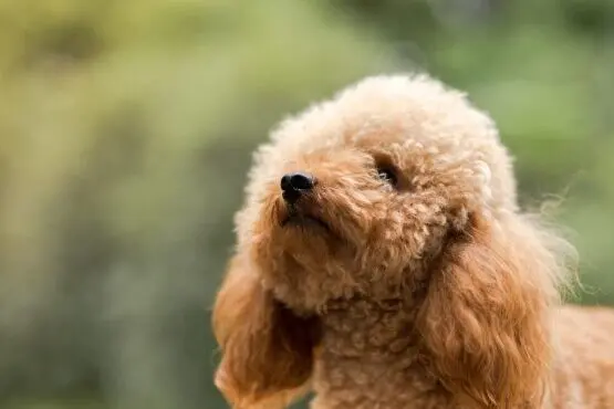 Captura de tela 2026-02-20 100800