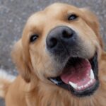 cachorro feliz reprodução dog hero