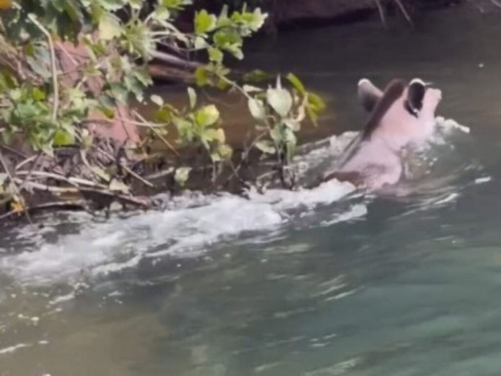 Design sem nome – 2026-02-02T175945.315