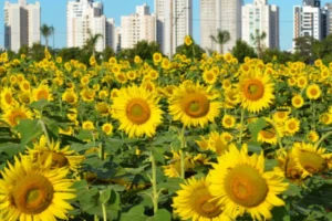 Design sem nome – 2026-02-07T202222.101