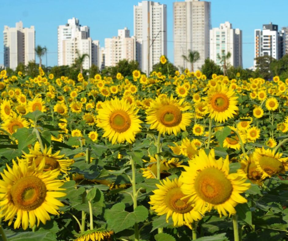 Design sem nome – 2026-02-07T202222.101