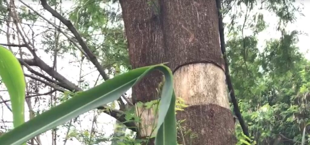 WhatsApp Image 2026-02-02 at 17.26.43