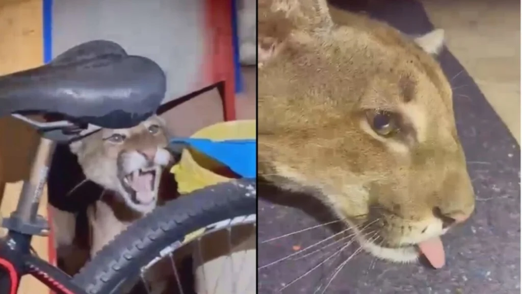 WhatsApp Image 2026-02-03 at 09.40.34