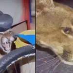 WhatsApp Image 2026-02-03 at 09.40.34