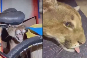 WhatsApp Image 2026-02-03 at 09.40.34