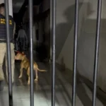 WhatsApp Image 2026-02-04 at 10.12.49