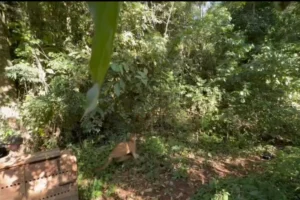 WhatsApp Image 2026-02-06 at 08.52.15