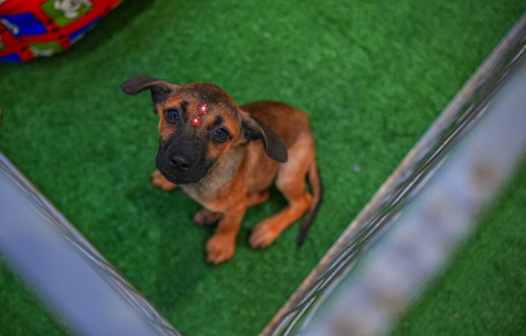 WhatsApp Image 2026-02-07 at 08.50.13