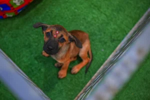 WhatsApp Image 2026-02-07 at 08.50.13