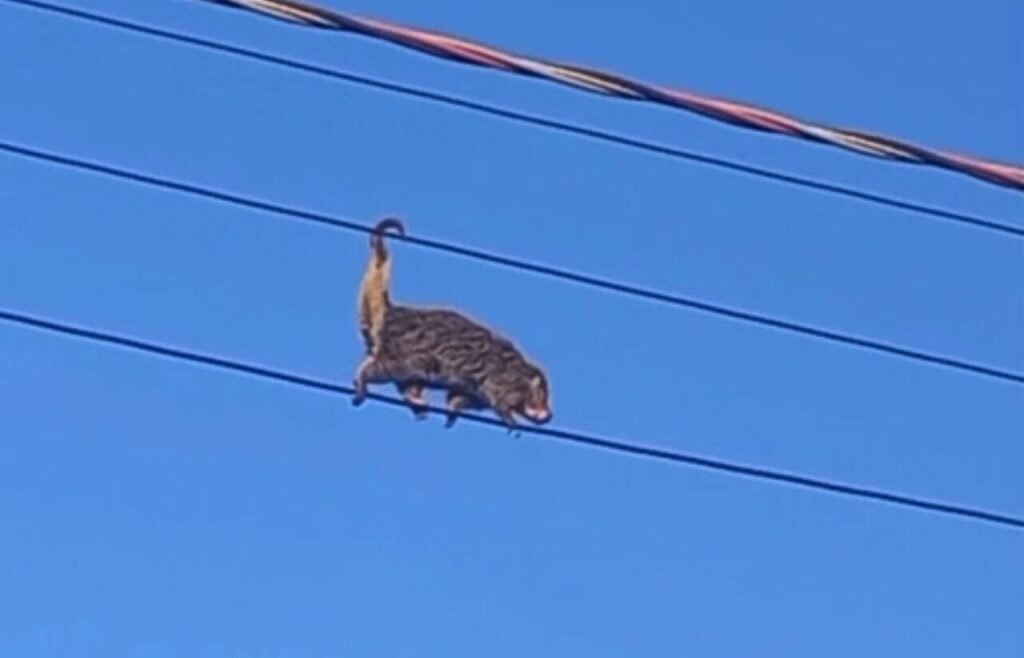 WhatsApp Image 2026-02-10 at 09.00.00