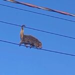 WhatsApp Image 2026-02-10 at 09.00.00