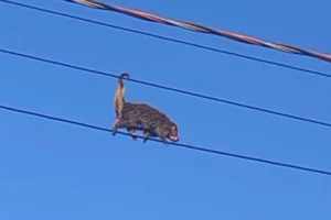 WhatsApp Image 2026-02-10 at 09.00.00