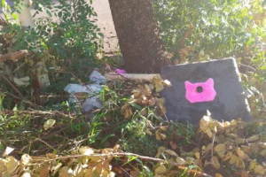 WhatsApp Image 2026-02-12 at 11.36.22 (1)