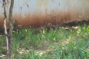 WhatsApp Image 2026-02-19 at 15.28.45