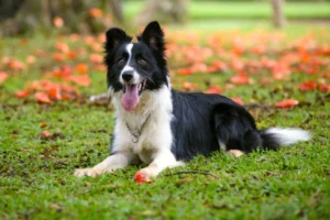 Border Collie. Foto: Elayne Massaini / Shutterstock.com