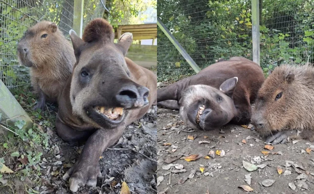 capivara-anta-zoologico-inglaterra