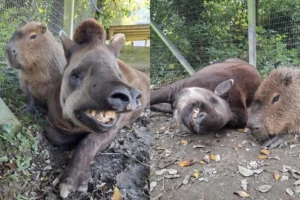 capivara-anta-zoologico-inglaterra