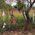 lingeries-penduradas-em-arvores-chamam-a-atencao-em-paraiso-do-norte-697e3056e0759