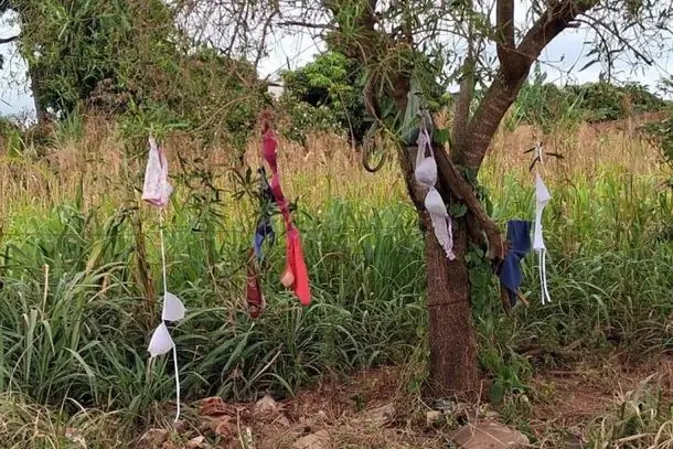 lingeries-penduradas-em-arvores-chamam-a-atencao-em-paraiso-do-norte-697e3056e0759