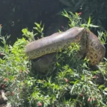 sucuri-flagrada-por-grupo-de-canoagem-em-bonito-em-mato-grosso-do-sul