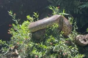 sucuri-flagrada-por-grupo-de-canoagem-em-bonito-em-mato-grosso-do-sul