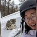 turista-leopardo-das-neves