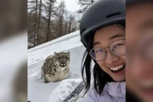 turista-leopardo-das-neves