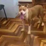 177305318269aea4fe336ea