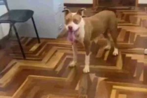 177305318269aea4fe336ea