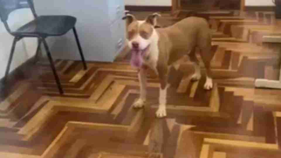 177305318269aea4fe336ea