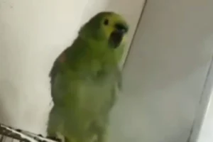 Design sem nome (11)