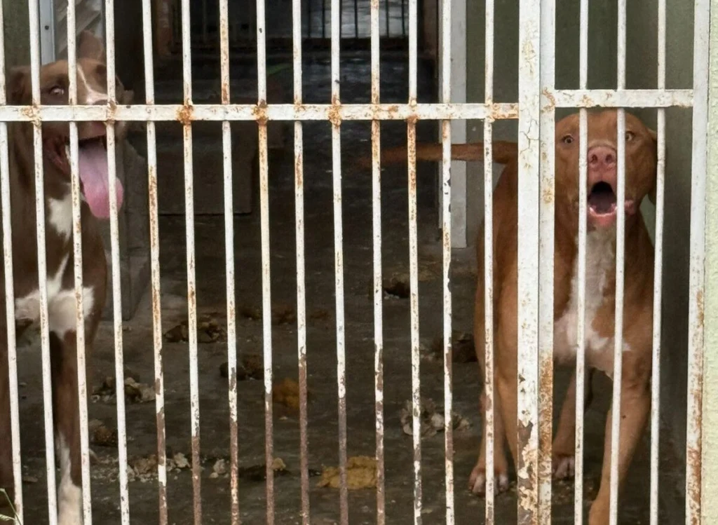 Design sem nome (23)