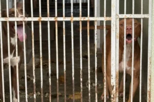 Design sem nome (23)