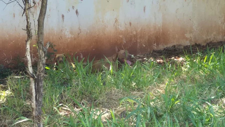 WhatsApp-Image-2026-02-19-at-15.28.45-900×505.jpeg-1