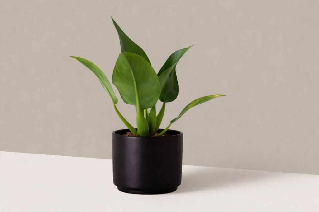 WhatsApp Image 2026-03-07 at 10.07.50